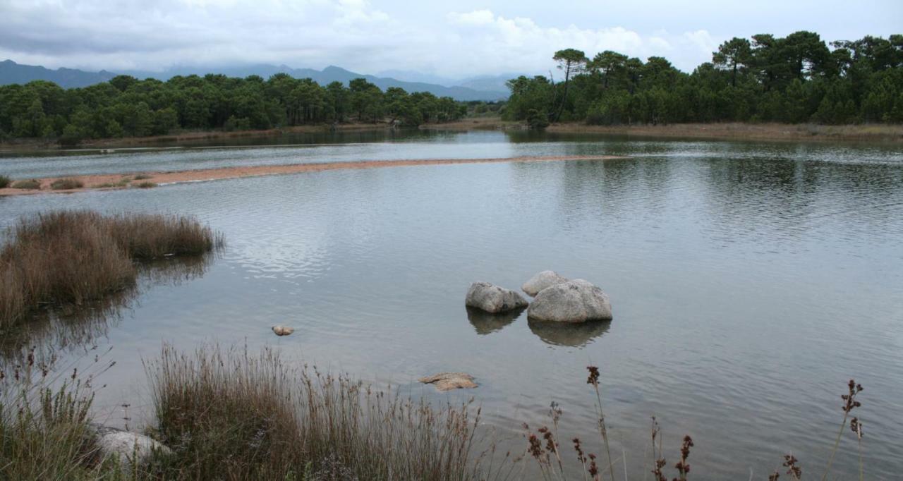 Nuit Calme Sur Domaine Διαμέρισμα Calcatoggio  Εξωτερικό φωτογραφία